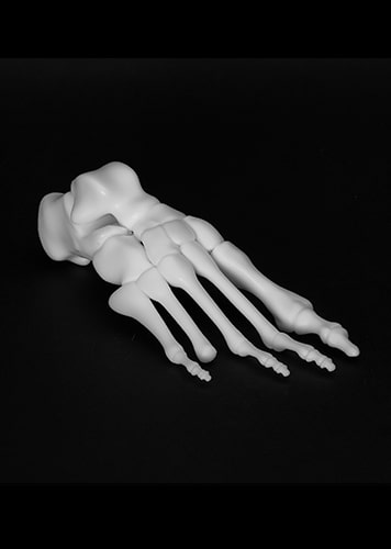 Resin Somos Ledo for Orthopedics Foot Skeleton Model